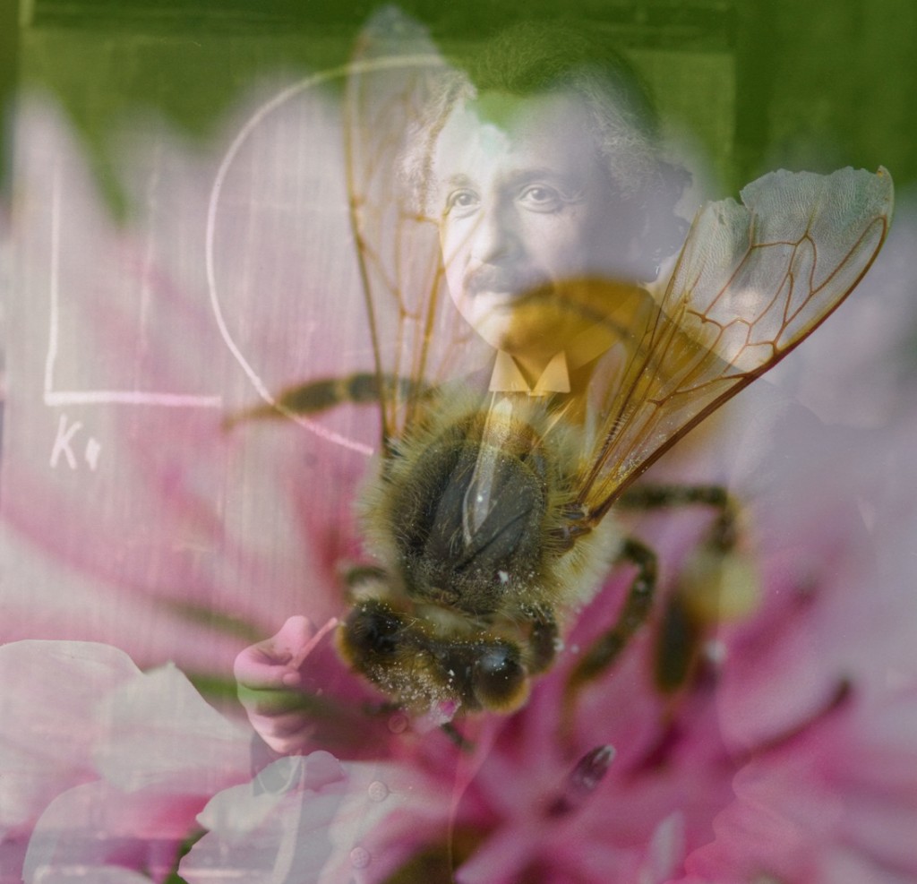 Einstein Und Das Bienensterben